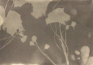 Fotogramm von Lindenbl&uuml;ten