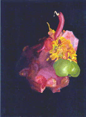 Innereien einer Paprikaschote (&Ouml;lmalerei)